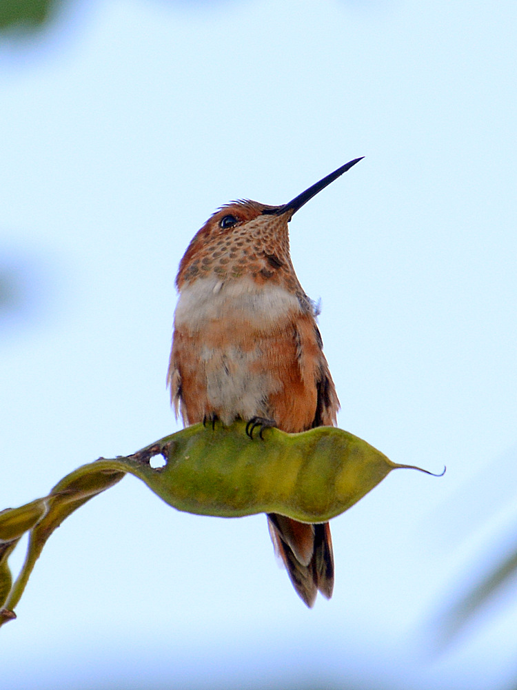 Hummer4.jpg