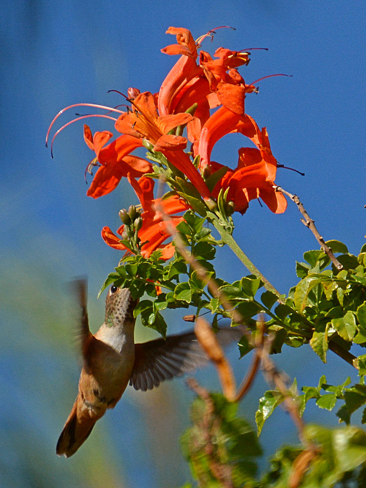 Hummer4.jpg