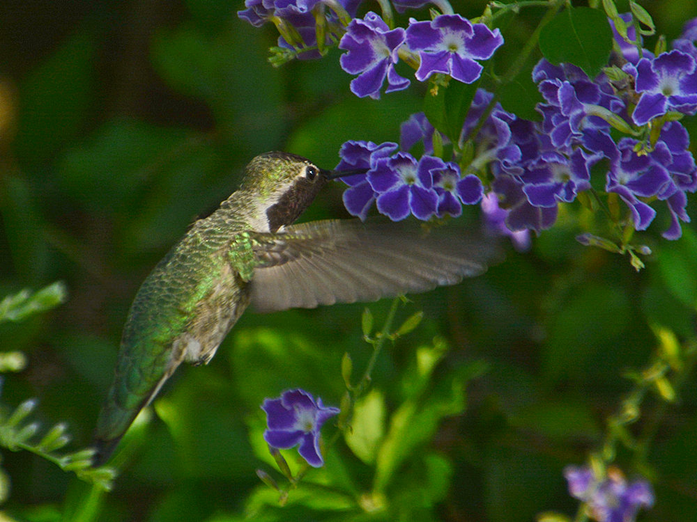 Hummer4.jpg