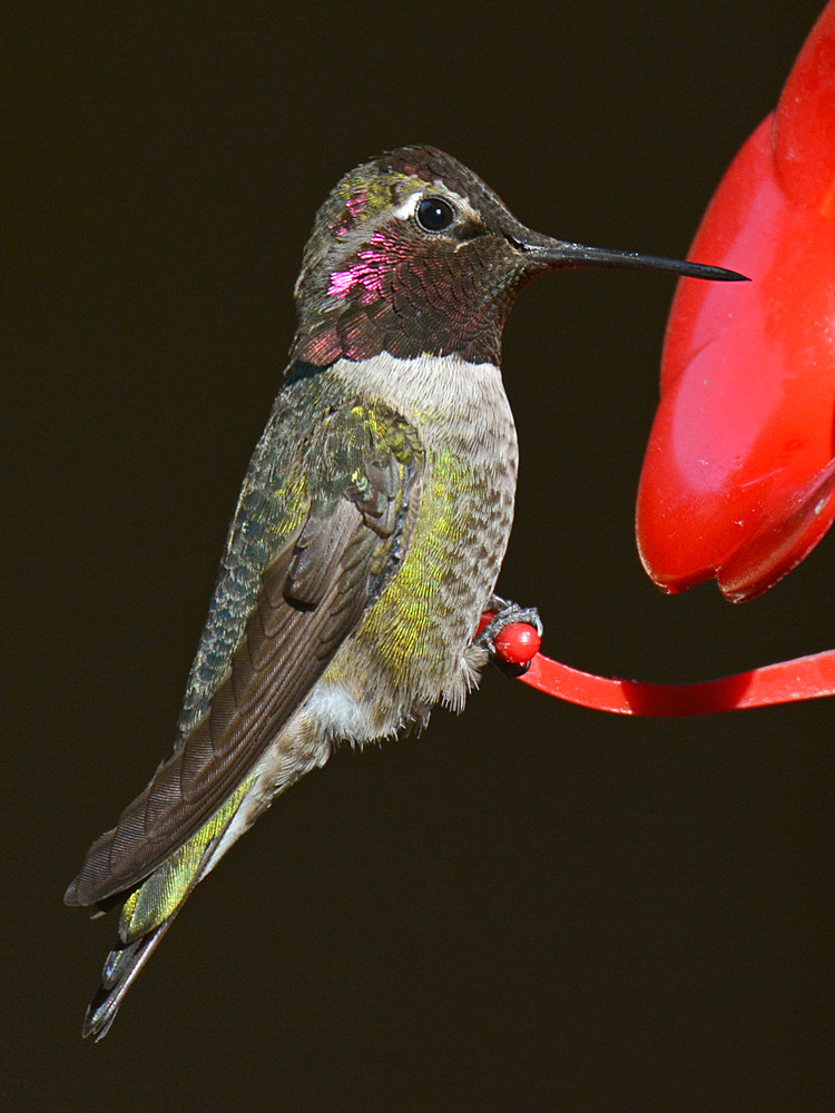 Hummer4.jpg