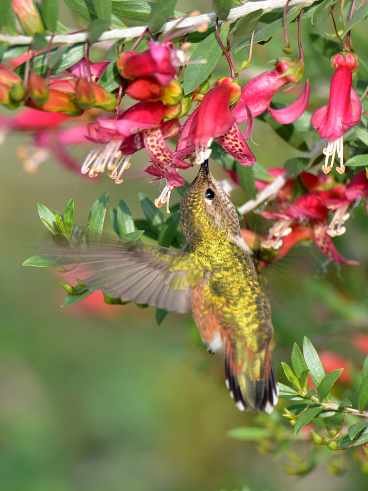 Hummer4.jpg