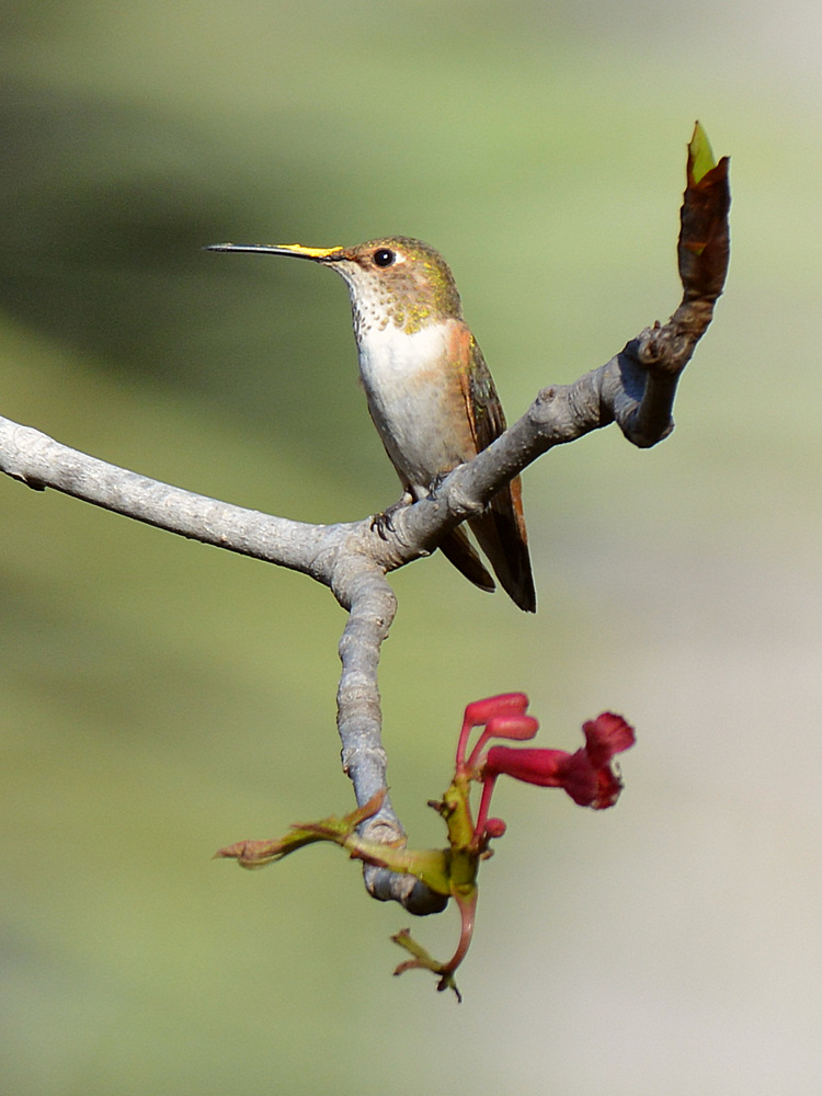 Hummer4.jpg