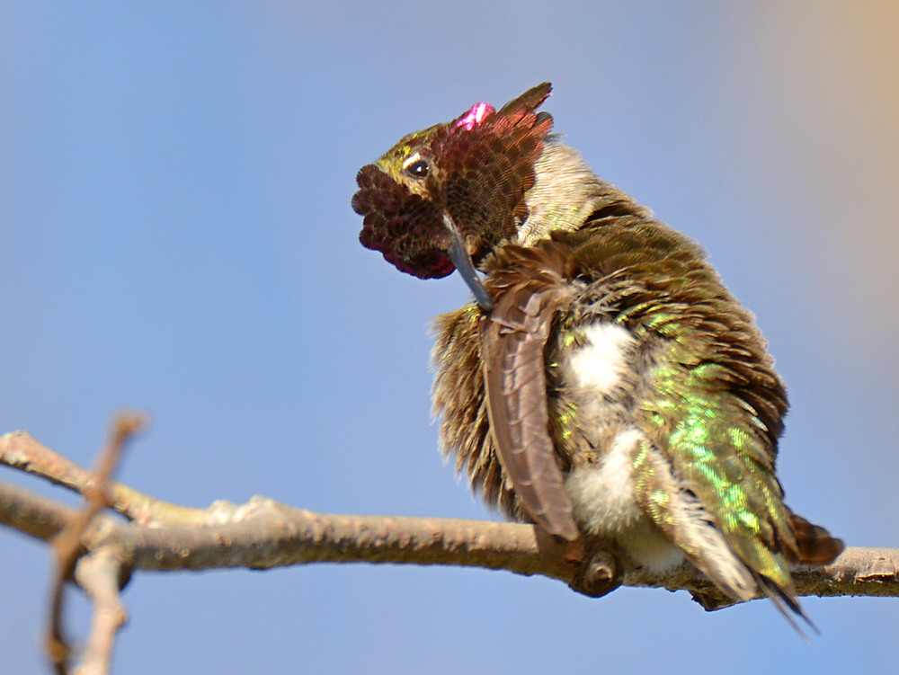 Hummer4.jpg