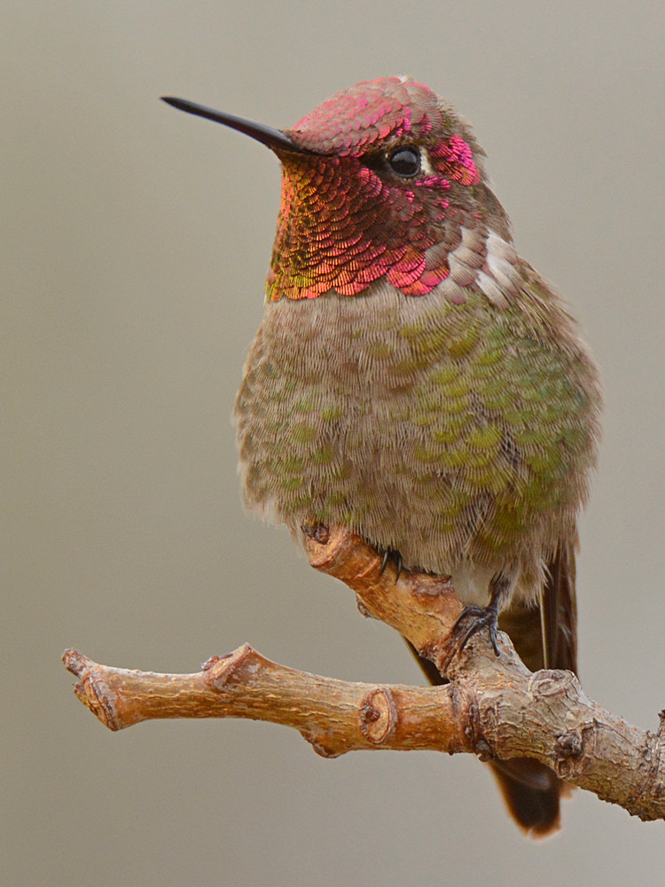 Hummer4.jpg