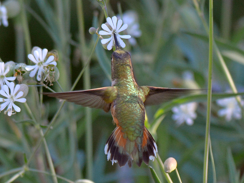 Hummer4.jpg