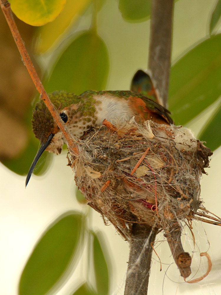 Hummer4.jpg