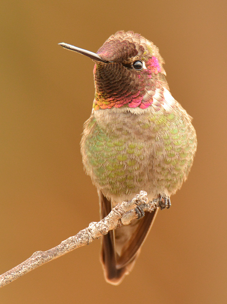 Hummer4.jpg
