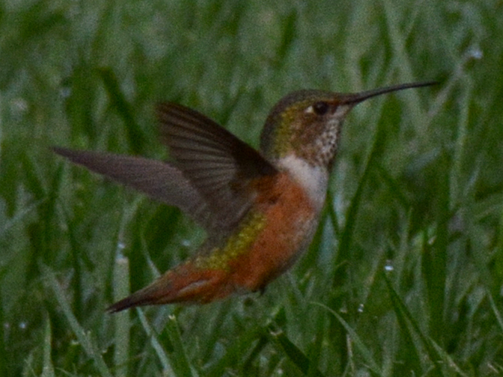 Hummer4.jpg
