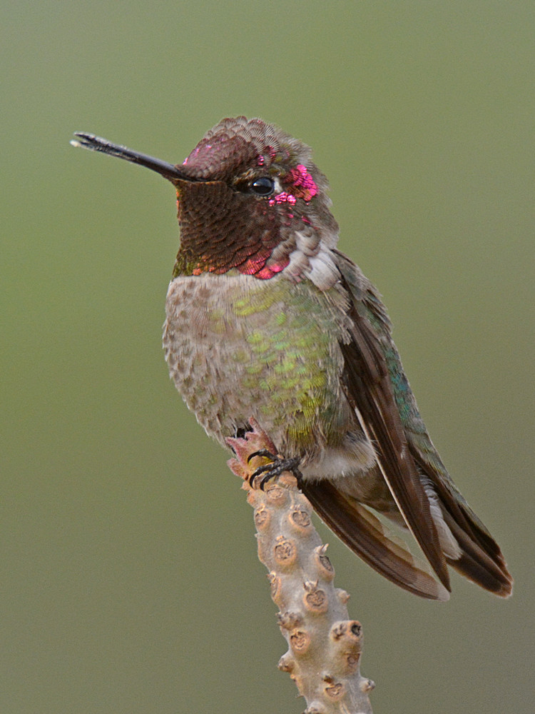 Hummer4.jpg