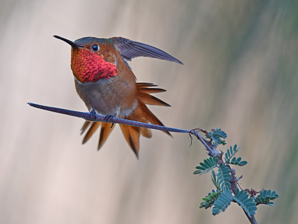 Hummer4.jpg