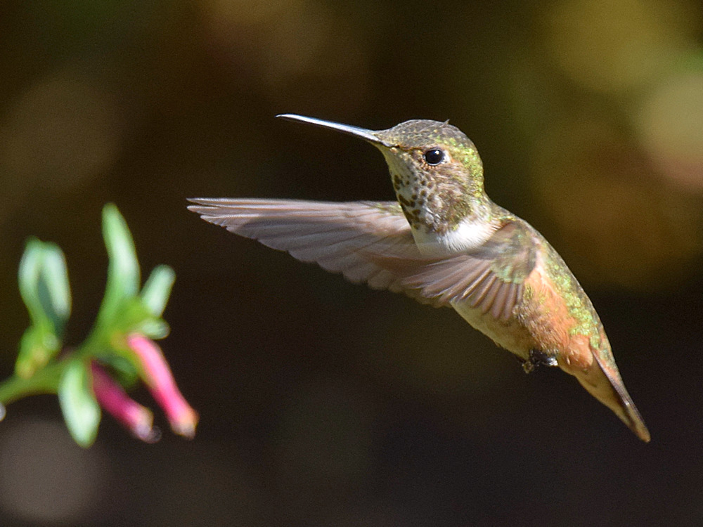 Hummer4.jpg