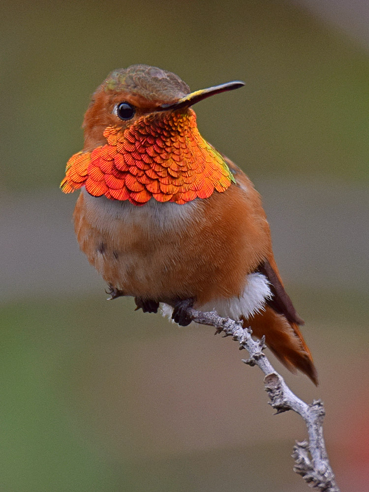 Hummer4.jpg