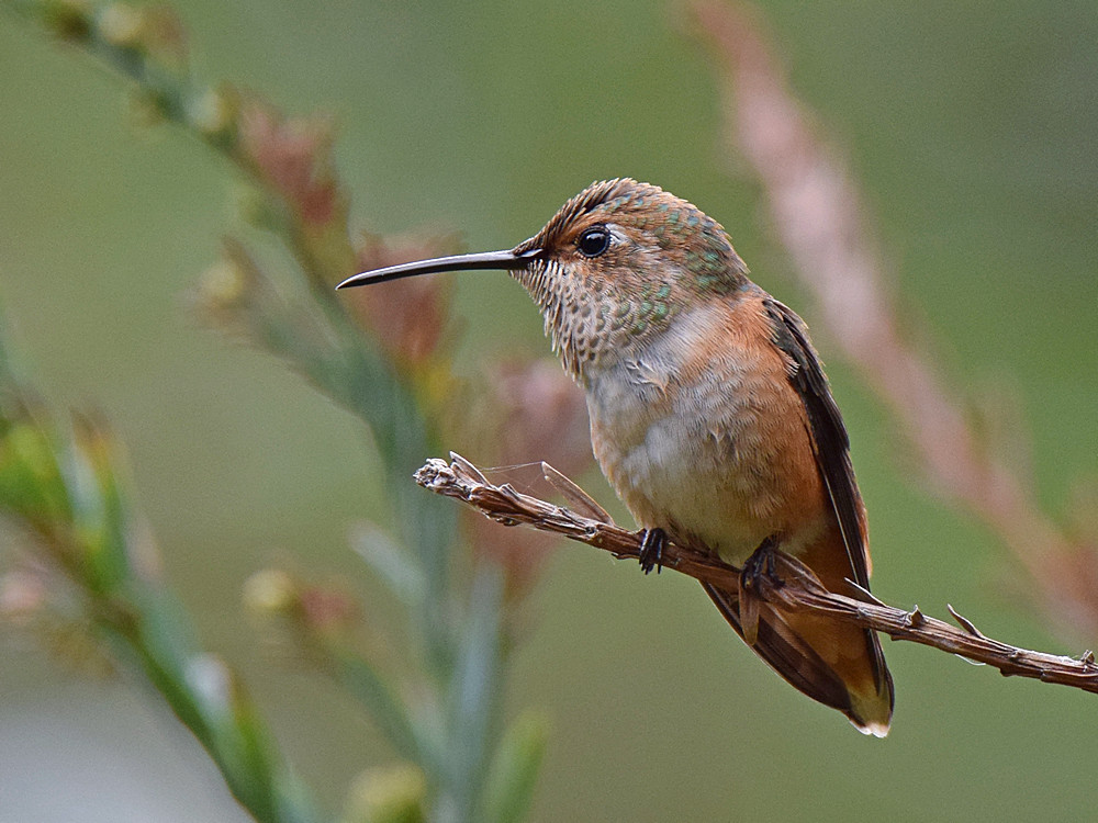 Hummer4.jpg