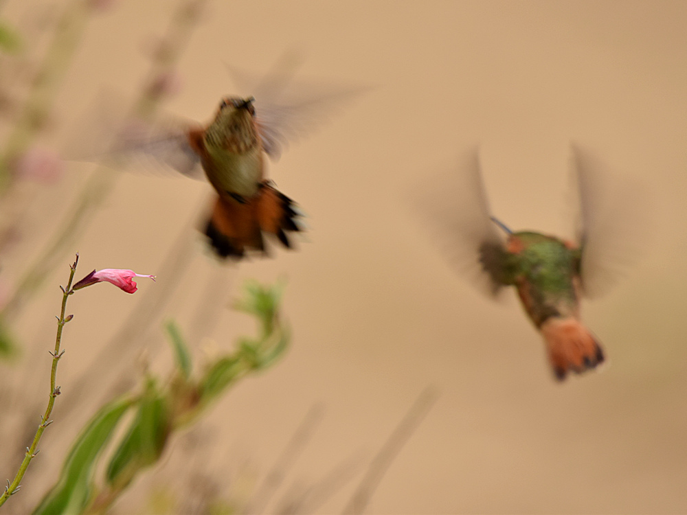 Hummer4.jpg