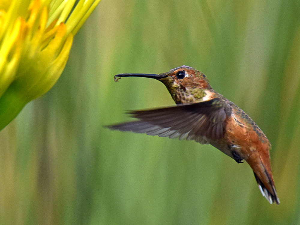 Hummer4.jpg