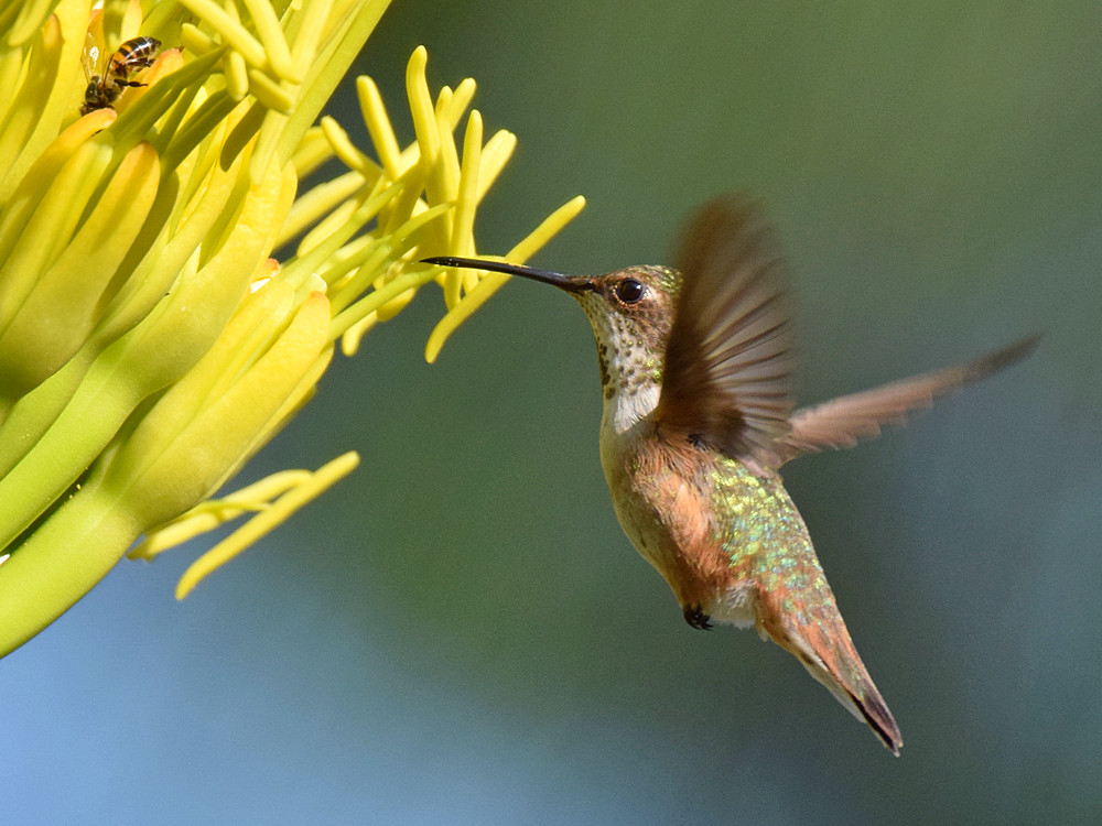 Hummer4.jpg