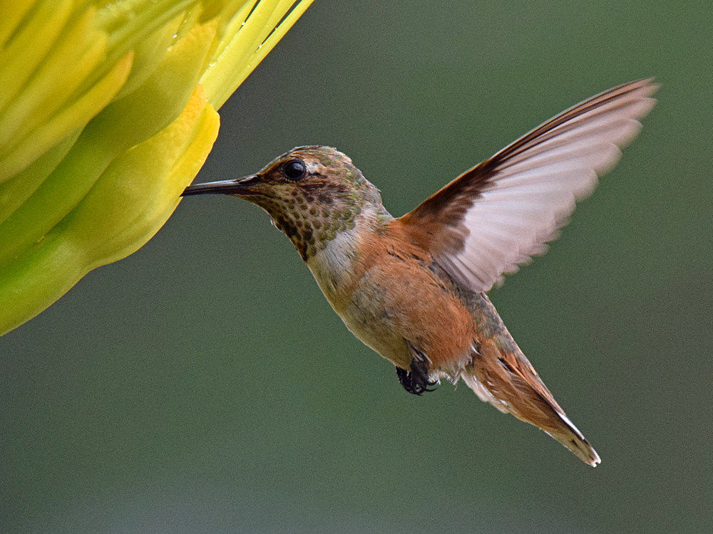 Hummer4.jpg