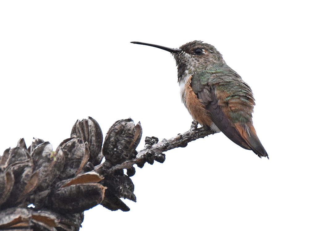 Hummer4.jpg