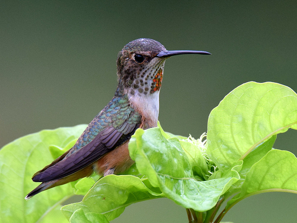 Hummer4.jpg