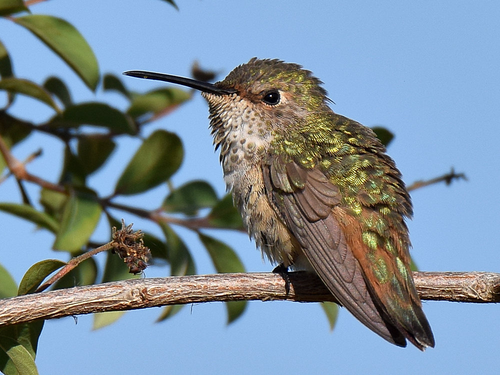 Hummer4.jpg
