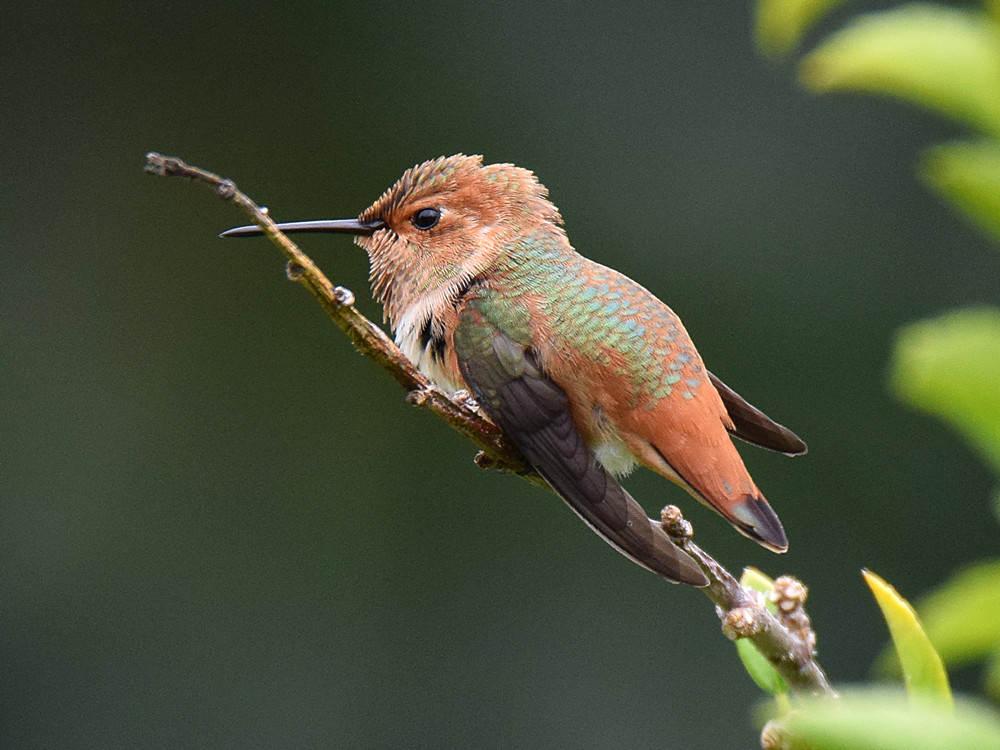 Hummer4.jpg