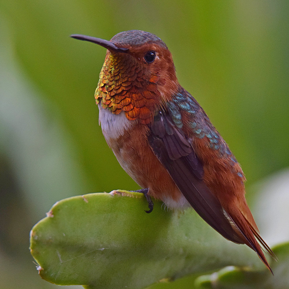 Hummer4.jpg