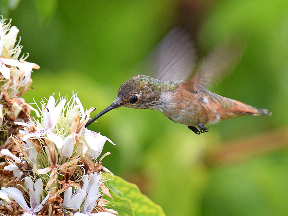 Hummer4.jpg