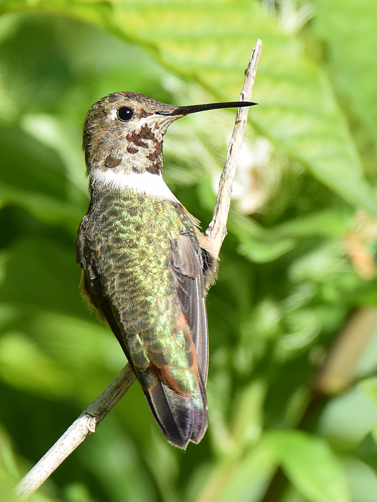 Hummer4.jpg