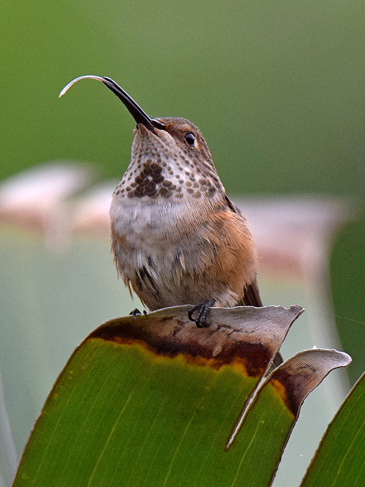 Hummer4.jpg