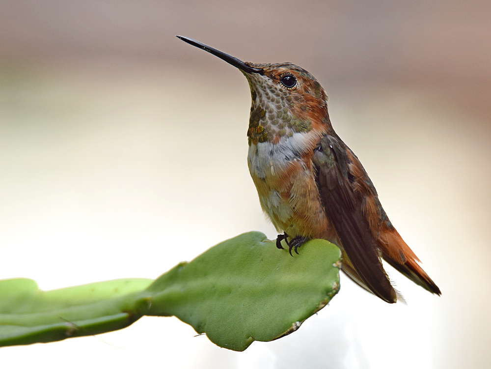 Hummer4.jpg