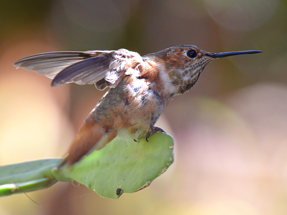 Hummer4.jpg