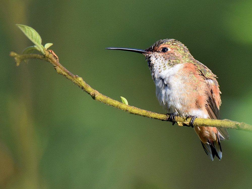 Hummer4.jpg