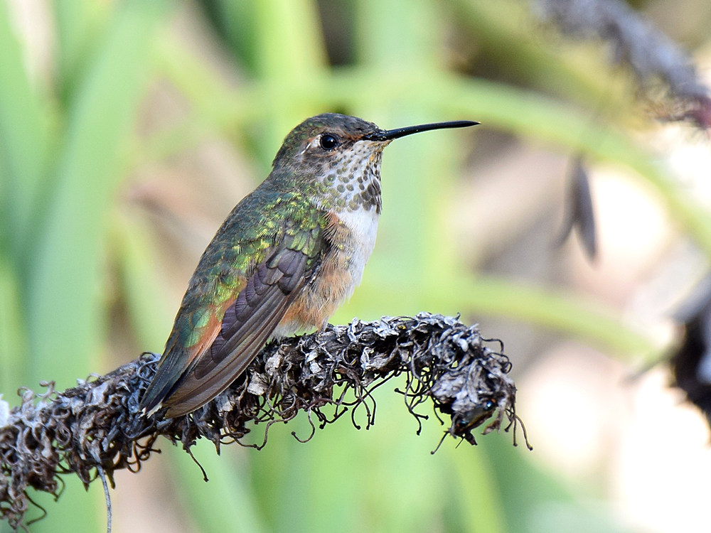 Hummer4.jpg