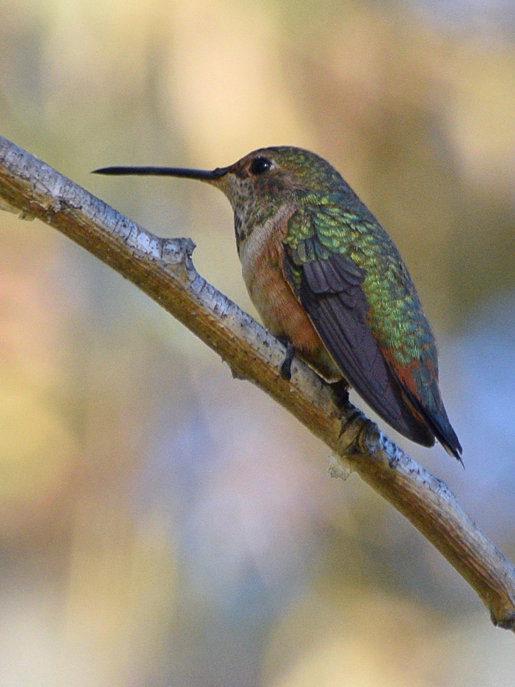 Hummer4.jpg