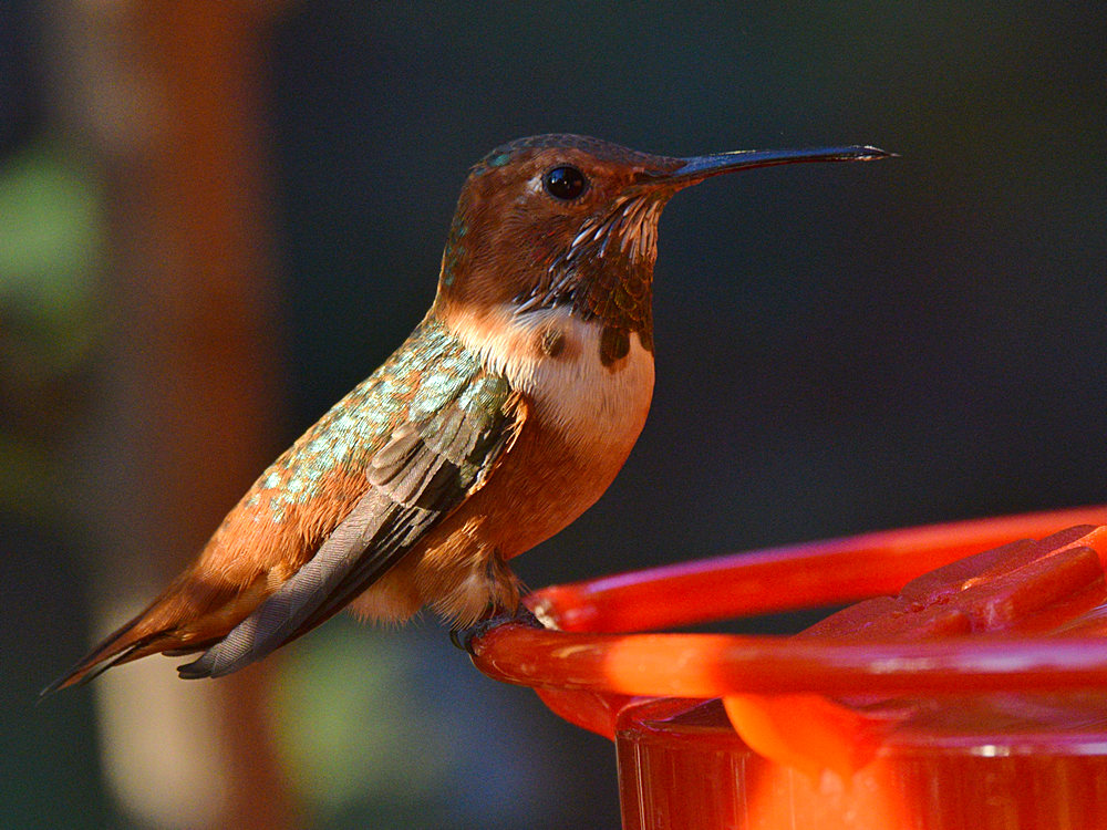 Hummer4.jpg