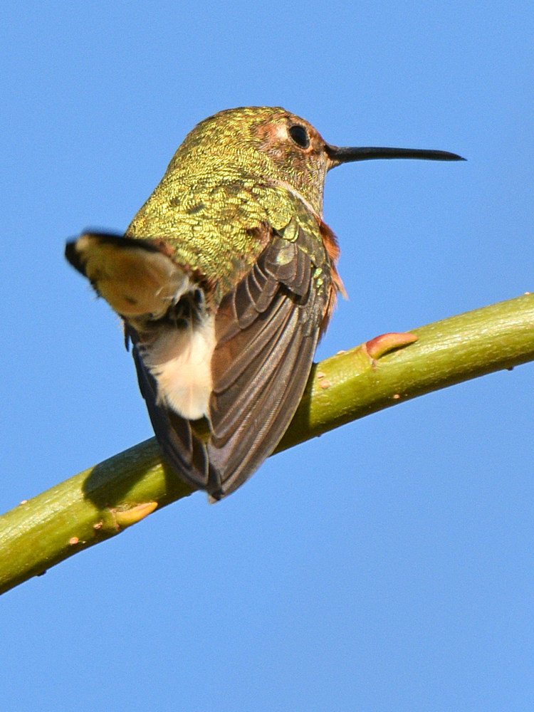 Hummer4.jpg