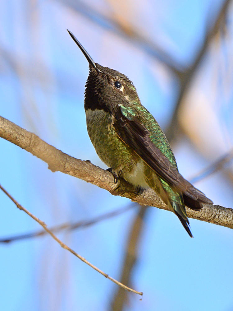 Hummer4.jpg