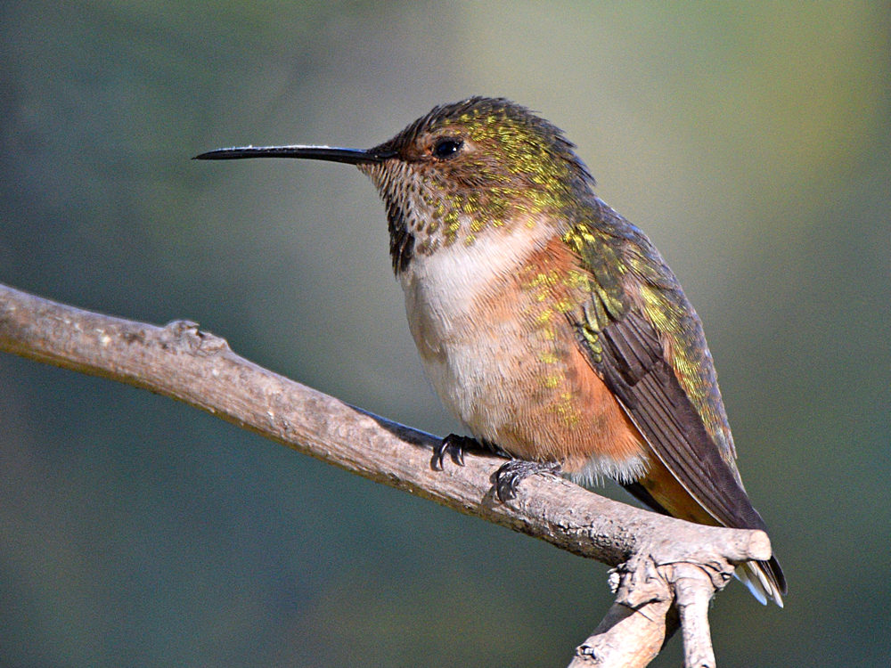 Hummer4.jpg