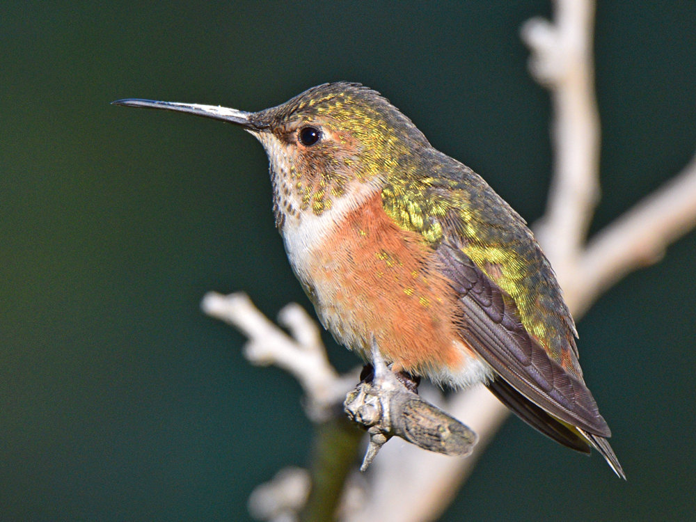 Hummer4.jpg