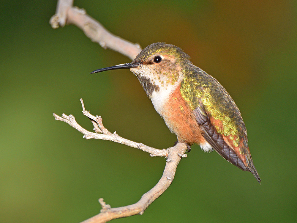 Hummer4.jpg
