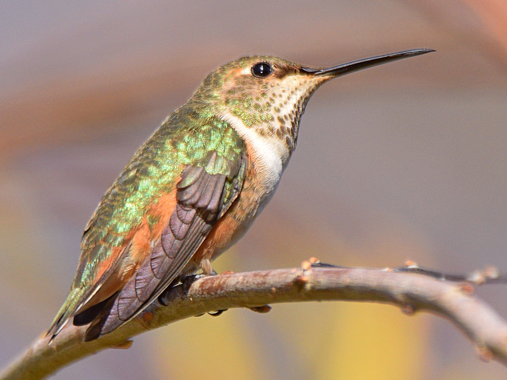 Hummer4.jpg