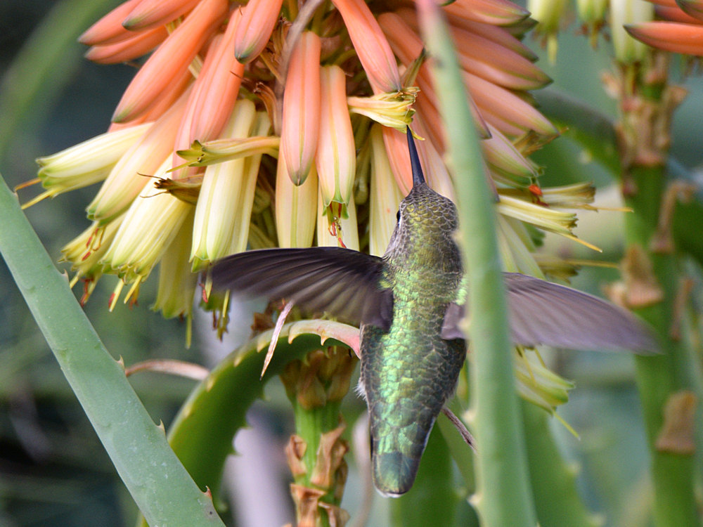 Hummer4.jpg