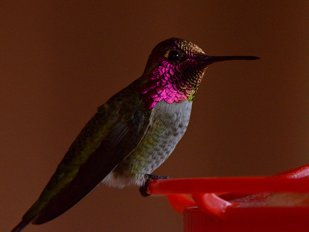 Hummer4.jpg