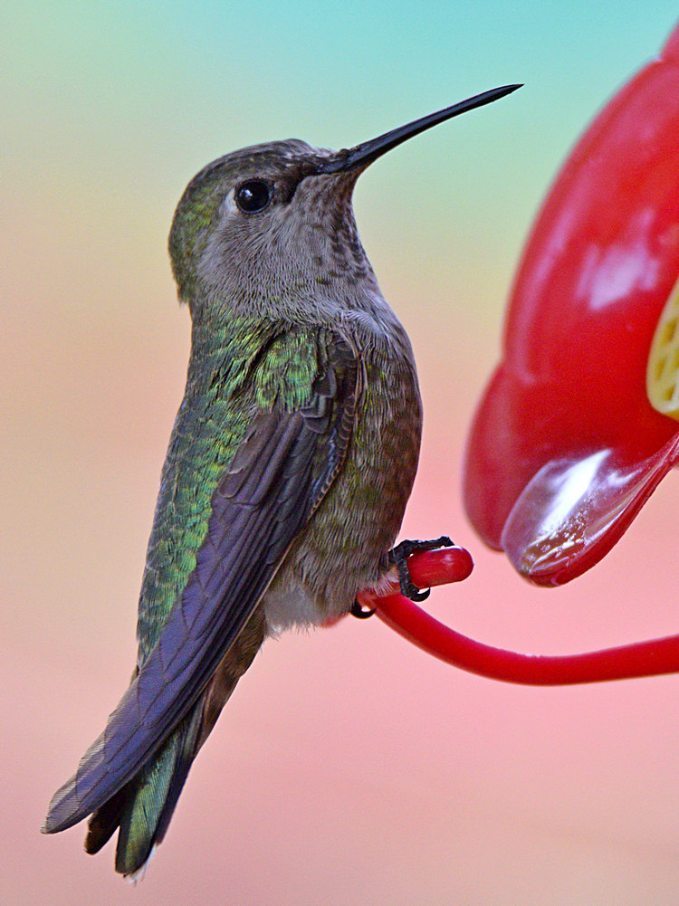 Hummer4.jpg