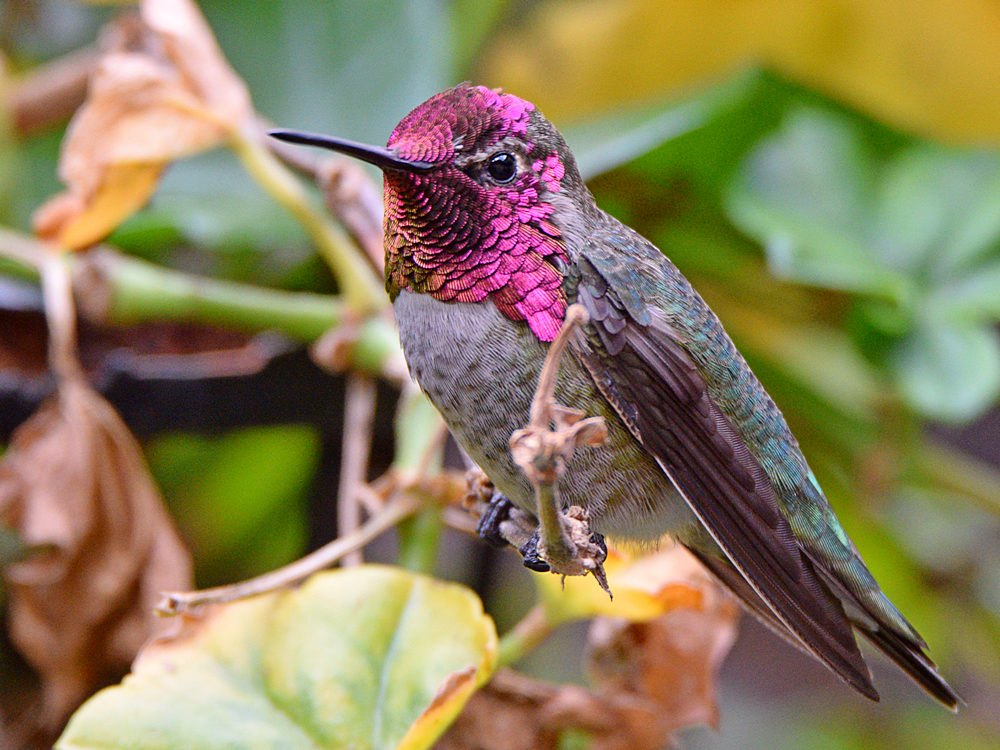 Hummer4.jpg