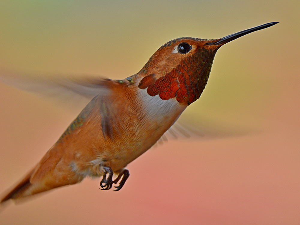 Hummer4.jpg