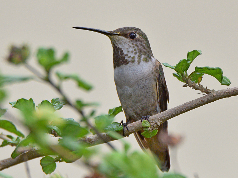 Hummer4.jpg