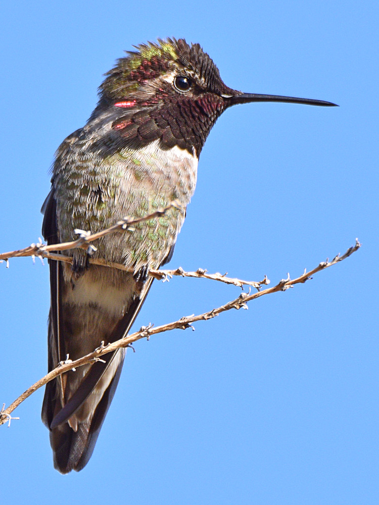 Hummer4.jpg