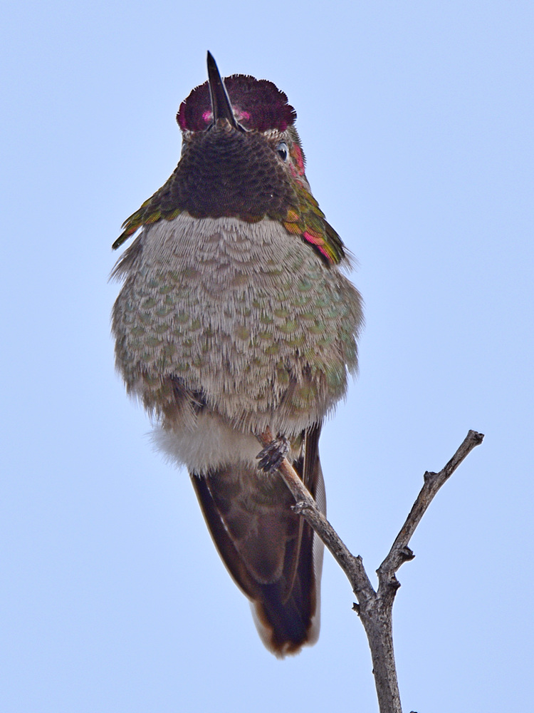 Hummer4.jpg