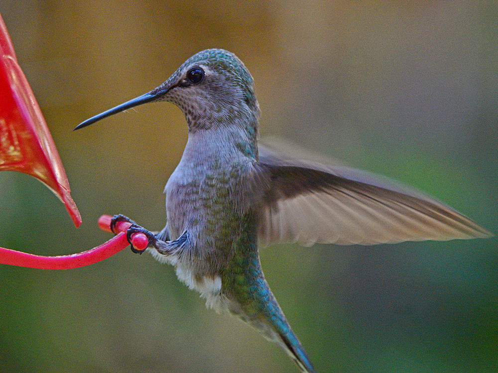 Hummer4.jpg